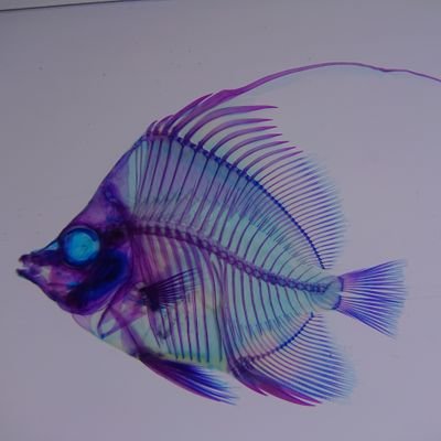 信天翁さんのプロフィール画像