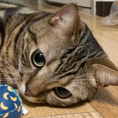 あ！やせいの プラネタリアン が とびだしてきた！▼ 家に猫がいます 同人結社「TKD43天文部出張所（仮）」代表（部長）