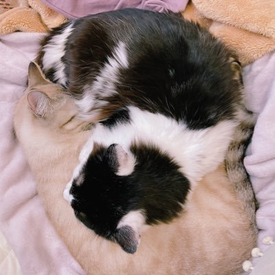 myun1121's profile picture. ↑25 本誌。自カプあるある片割れが故人👼。 🍌🐟、🎤🍽、JB、skdy、神楽鉢、呪