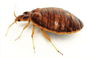 BedBugTips's profile picture. Check in with us for up-to-date tips and information on how to keep your house and mattress safe from those pesky bed bugs.