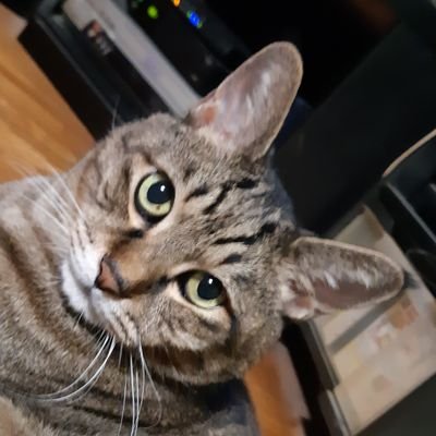 pinoさんのプロフィール画像