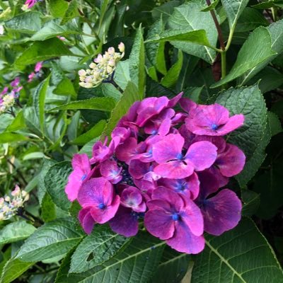 めぐページ 安全靴 （先芯あり） マジック ローカット ジーベックXEBEC