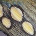 Morphological evolution lab (@evomorpholab) Twitter profile photo Morphological evolution lab (@evomorpholab) Twitter profile photo