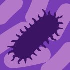 Bacteria (@bacteria_mdpi) 's Twitter Profile