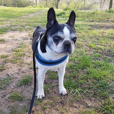 HummerRinsema's profile picture. My name is Hummer I'm a Boston Terrier, I'm 13 years old from Stein, Limburg, the Netherlands. I went OTRB🌈 on September the 4th 2021 💔💔