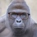 Magilla Gorilla 39 Profile picture