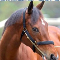 🐎 (@7d0fs7wzkfrd1xt) Twitter profile photo