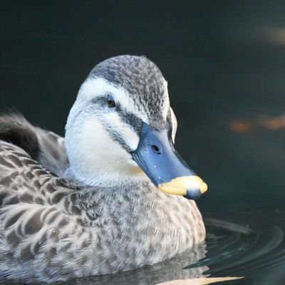 karuduck_mk2 Profile Picture