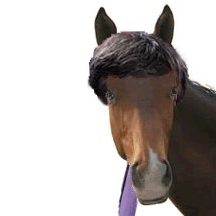 pujadadas's profile picture. J'étais à la base venu pour troller, puis je me suis rendu compte que le bon sens suffisait à enflammer un débat...