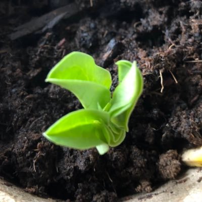 Trying to grow lots of fruit and a few bits & pieces of veg. ❤️ flowers and all things nature 🐝