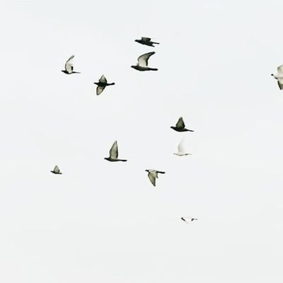 zeldua's profile picture. 