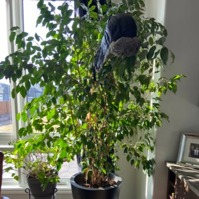 FicusScut Profile Picture