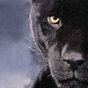 Corey Albert - @KINGWOO75 - Twitter