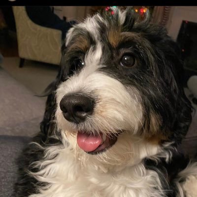 mamabearmerrill's profile picture. Mama Bear 🐻 Resistor, Interior Design, Labradors, great cocktails, DEM & I’ll back anyone w/a good ❤️ Words matter! 🚫dm’s 🚫No Porn 🚫Ads