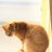 エシュカのアイコン