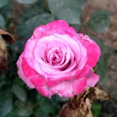 MITHALE73485486's profile picture. 