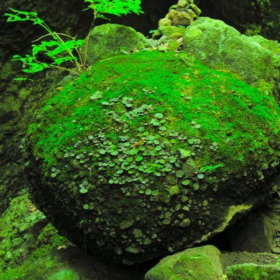 苔岩 Ezblqrn80gtctz0 Twitter 苔岩 Ezblqrn80gtctz0 Twitter