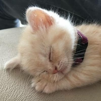 prudens08's profile picture. hello world