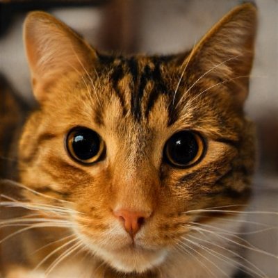 zhelenskiy's profile picture. Average Kotlin enjoyer