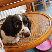 Mads & Springers Alfie & Angel Zack (@madsandalfie) 's Twitter Profile