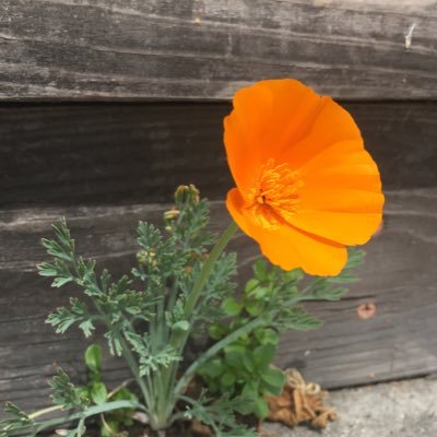 scientist. sustainability, impact & assessment geek. happy wanderer. she/her. (typically here only in wildfire season - guess I’ll be around a lot more, sigh)