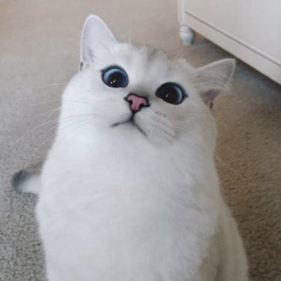 Mablevi Covill ❤️ Memecoin Profile