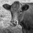 copperjar's profile image