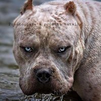 rjagitiano ๐ง๐ท๐ง๐ท๐ง๐ท (@rjagitiano) 's Twitter Profile