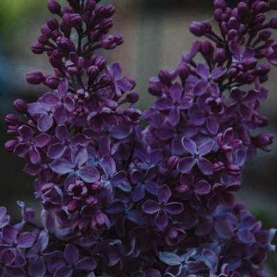 evileverlost's profile picture. NH gal just lurking about, Love God & Country, Husband & family, dogs and gardening.  America first is a passion. No DM's