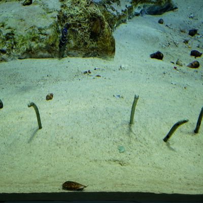 falco2783's profile picture. 不定期で呟きます。
函館。ゲーム、熱帯魚、旅行好き。