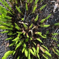 Jianlong Wang (@jianlongnc) 's Twitter Profile