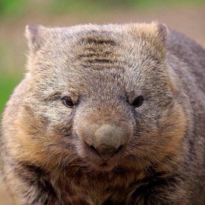 lilqbert123's profile picture. I like wombats