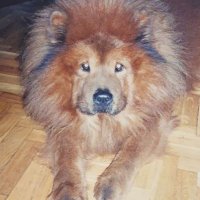 ffono (@ffono1) 's Twitter Profile