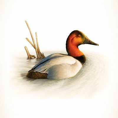 canvasbackwine's profile picture. The new frontier for luxury Cabernet
© The Duckhorn Portfolio, St. Helena, CA.
Must be 21+ Please enjoy responsibly.