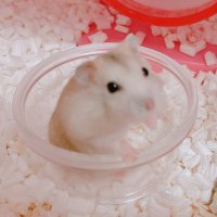 くま (@wx8nq) 's Twitter Profile