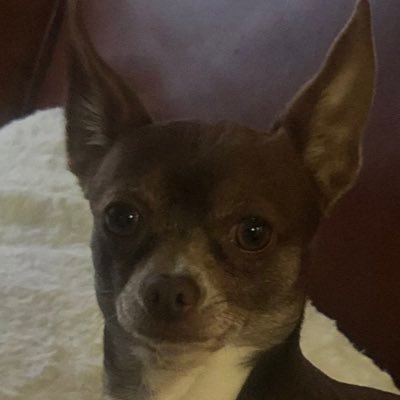 kockks's profile picture. ilkuma