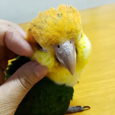 山梨県甲府市のペットショップの鳥コーナー🐦
【営業時間】10:00～19:00
【mail】support@fish-pet.com
【Tel】055-233-5676
⚠在庫詳細に関してTwitterでの回答はお断りしております。メールかお電話にてお問い合わせください⚠
かわいい鳥たちの情報発信していきます😆