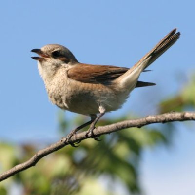 כן אני ילד בן 10 ושמי הוא רועי ואין לי בעיה עם זה ואני גם אוהב טוויטר.(❁´◡`❁)