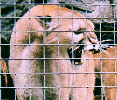 toriseviltwin's profile picture. This is an actual photo of me taken before my first cup of coffee. Beware.