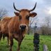 Como una vaca mirando pal tren (@deperdidos2) Twitter profile photo Como una vaca mirando pal tren (@deperdidos2) Twitter profile photo