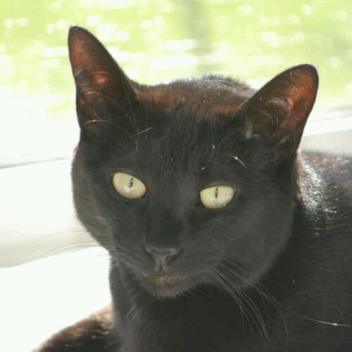 Random observations of a house cat living on the 43rd parallel
