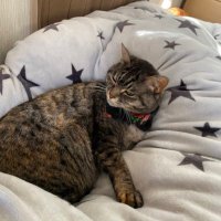 はしづめげん (@va3mnlsv1vcztlt) 's Twitter Profile