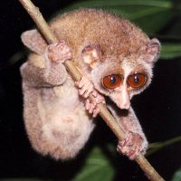 The Loris (@theloris2) 's Twitter Profile Photo The Loris (@theloris2) 's Twitter Profile Photo