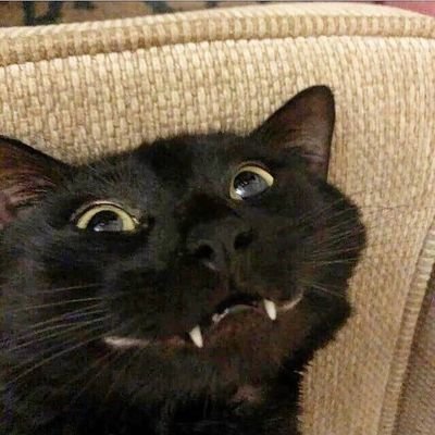 askemys's profile picture. 🦊 WARFRAME WARFRAME WARFRAME WAKFU WAKFU WAKFU 🗿