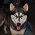 Dogs Care Uganda (@dogscareug) Twitter profile photo Dogs Care Uganda (@dogscareug) Twitter profile photo
