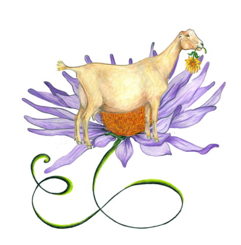 fioredicapra's profile picture. Grade A Goat Dairy in AZ. Raw Goat Milk since 2005.