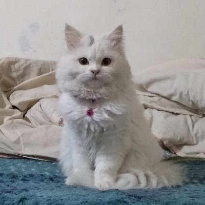 muntazirmehdi0's profile picture. Abandoned profile,
SC @muntazirmehdi0