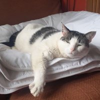 Paul Mc and Bear the FIV+cat (@fivbear) 's Twitter Profile
