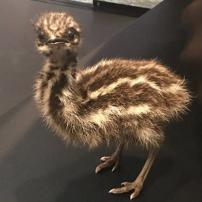 citnouraban's profile picture. 六畳一間