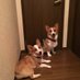 コーギー党 (@corgijapan) Twitter profile photo コーギー党 (@corgijapan) Twitter profile photo